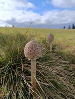 Champignon mushroom in a forest clearing. Wild forest mushrooms photo