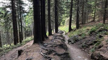 Hiking trail in the mountains of Poland goes through a pine forest. Eastern Sudetes Mountains photo