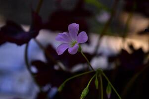 This flower has the scientific name Oxalis Triangularis or often referred to as purple shamrocks. This plant has triangular leaves that resemble butterfly flowers. photo