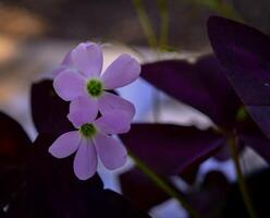 This flower has the scientific name Oxalis Triangularis or often referred to as purple shamrocks. This plant has triangular leaves that resemble butterfly flowers. photo