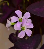 This flower has the scientific name Oxalis Triangularis or often referred to as purple shamrocks. This plant has triangular leaves that resemble butterfly flowers. photo