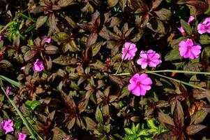 Impatiens hawkeri is a plant species belonging to the Balsaminaceae family. Hawkeri is a flowering plant that is sought after by many gardeners because it produces colorful petals. photo