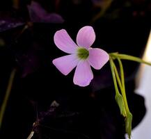 This flower has the scientific name Oxalis Triangularis or often referred to as purple shamrocks. This plant has triangular leaves that resemble butterfly flowers. photo