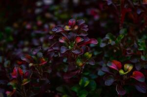 An ornamental plant with a deep red color. Blurred background. Selective focus. photo