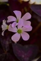 This flower has the scientific name Oxalis Triangularis or often referred to as purple shamrocks. This plant has triangular leaves that resemble butterfly flowers. photo