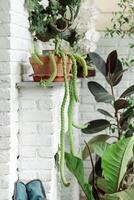 The Monadenium guentheri, with its distinctive long, green stems, adds a unique touch to the white brick backdrop, creating a striking visual contrast. photo