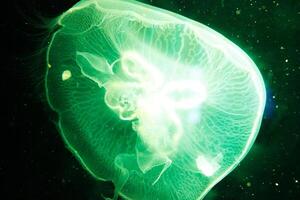 A close-up photograph of a transparent jellyfish floating in dark waters, showcasing its delicate and translucent structure photo