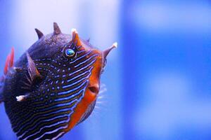 Macro shot of a unique fish species with intricate blue patterns and spiny features, set against a blue background. photo