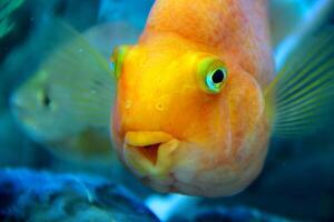 Vibrant close-up view of an orange parrot cichlid swimming in an aquarium. The bright scales, detailed fins, and unique facial features of the fish are clearly visible against the aquatic background photo