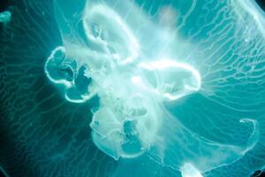 A close-up photograph of a transparent jellyfish floating in dark waters, showcasing its delicate and translucent structure photo