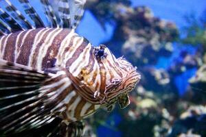 Close-up of a lionfish with its distinctive striped pattern and flowing fins, swimming in an aquarium setting against a blue background photo