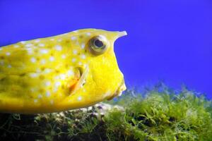 vibrant yellow boxfish swimming near underwater vegetation against a clear blue background. A detailed look at the unique texture and features of the fish photo