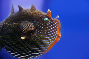Macro shot of a unique fish species with intricate blue patterns and spiny features, set against a blue background. photo