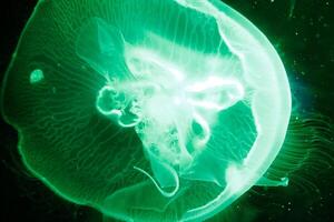 A close-up photograph of a transparent jellyfish floating in dark waters, showcasing its delicate and translucent structure photo
