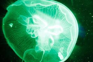 A close-up photograph of a transparent jellyfish floating in dark waters, showcasing its delicate and translucent structure photo