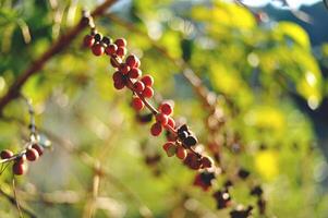 Coffee beans from coffee trees waiting to be harvested for processing. Coffee products, coffee trees photo