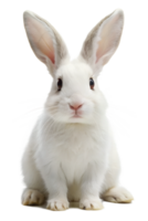 A close up of a white rabbit with upright ears png