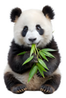 Panda cub munching bamboo in nature png