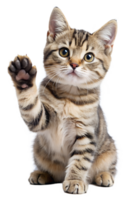 Playful kitten waving with paw in bright setting png