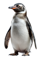 A close up of a penguin against a white background png