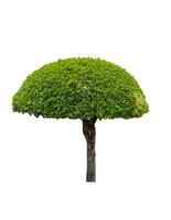 Green bush shape banyan tree with trunk photo