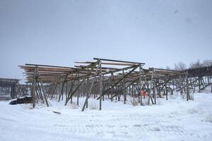 Fishery industry with dried Cod fish hanging and drying on wooden rack on snowing day in winter at Lofoten islands photo