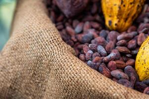 Cocoa beans with cocoa pod photo