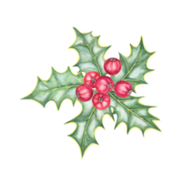 A festive holly watercolor illustration with red berries and sharp-edged green leaves. This hand drawn ilex clipart is ideal for designing holiday packaging, Christmas party invites, or table decor png