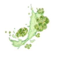 Chlorella algae watercolor clipart featuring green clusters in an abstract dynamic splash design. Ideal for educational content, environmental campaigns, and wellness branding png