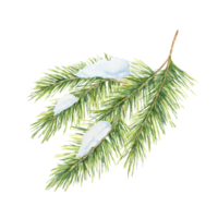 A green spruce branch with soft needles and patches of snow painted in watercolor. This clipart is perfect for winter-themed designs, holiday stationery, festive decorations, or seasonal product labels png