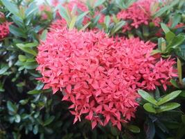 pink flowers Ixora photo