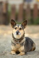 Mongrel dog of red color lies on its stomach on the grass, stretching its front paws forward. Spring.. photo