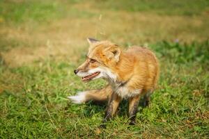 A close up of a Red Fox in the grass photo