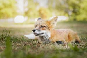 A close up of a Red Fox in the grass photo