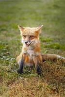 A close up of a Red Fox in the grass photo