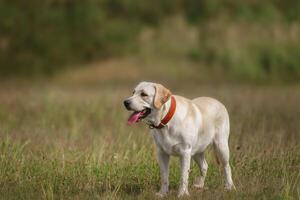 dog labrador retriever fawn color in nature. photo