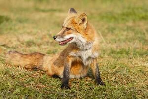 A close up of a Red Fox in the grass photo