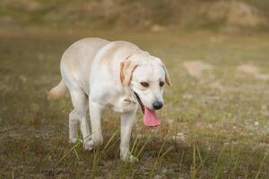 dog labrador retriever fawn color in nature.. photo