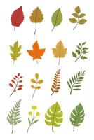 Set of various tree leaves, oak, maple, and chestnut. Spring or summer leaves collection, on a white background. vector