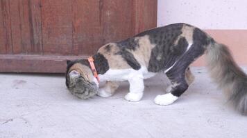 Curious feline with unique coat playfully explores its surroundings near wooden door, showcasing its adventurous spirit and inquisitive nature in delightful pet scene. video