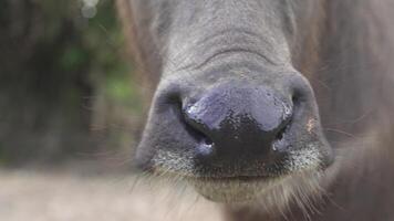 Close up of calm and curious brown water buffalo, remarkable mammal of rural wildlife, showcasing its large expressive eyes and distinctive features in natural farm setting. video