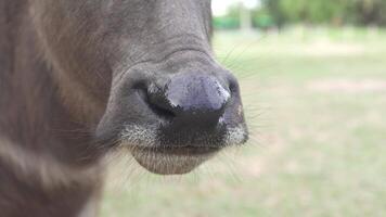 Close Up of Cows Nose Exploring Texture and Features of This Mammal in Rural Farm Setting, Celebrating Beauty of Livestock and Nature in Agriculture. video