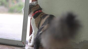 Curious indoor feline explores home through screen door, showcasing its playful demeanor and unique coat pattern, capturing essence of pets adventurous spirit. video