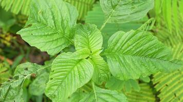 Lush green leaves with textured surfaces showcase vibrant foliage, evoking sense of freshness and vitality in natures botanical beauty, highlighting intricate patterns of greenery. video