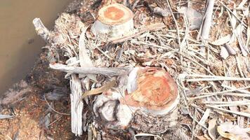 Cut Tree Stump Surrounded by Dried Leaves and Debris Near Water Exploring Environmental Impact of Deforestation on Nature and Wood Resources video