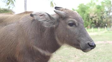 Close up of water buffalo in grassy field, this gentle mammal embodies essence of rural life, surrounded by nature and livestock in serene farm setting. video