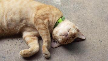 Relaxed orange cat with green collar lies on concrete surface, showcasing its playful demeanor and content expression in charming scene of tranquility. video