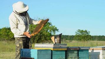 Beekeeper is working with bees and beehives on the apiary. Frames of a bee hive. Apiary concept video