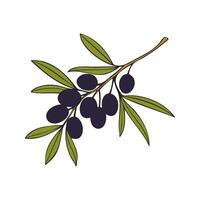Olive branch with dark fruits, isolated on white background. vector