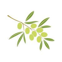 Olive branch with green fruits, isolated on white background. vector